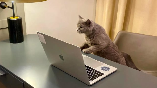 伦敦公司高薪招聘“猫咪管家” 时薪高达150元引热议