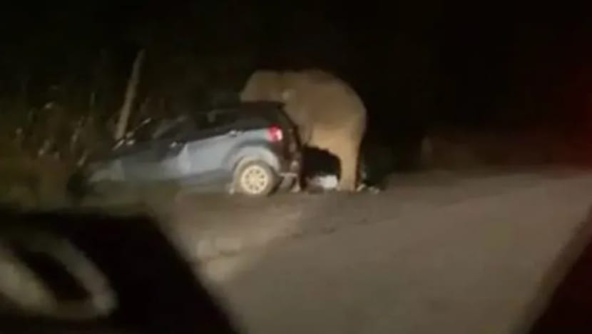 Pengguna jalan raya gempar 3 gajah melintas Jalan Raya Timur Barat, Perak