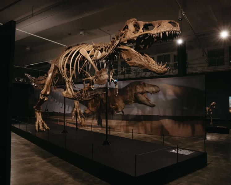 Science Centre Singapore's largest-ever dinosaur showcase to open in October, will feature 33 rare fossils and 60 full-scale models