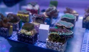 Rebuilding Singapore's Coral Reefs