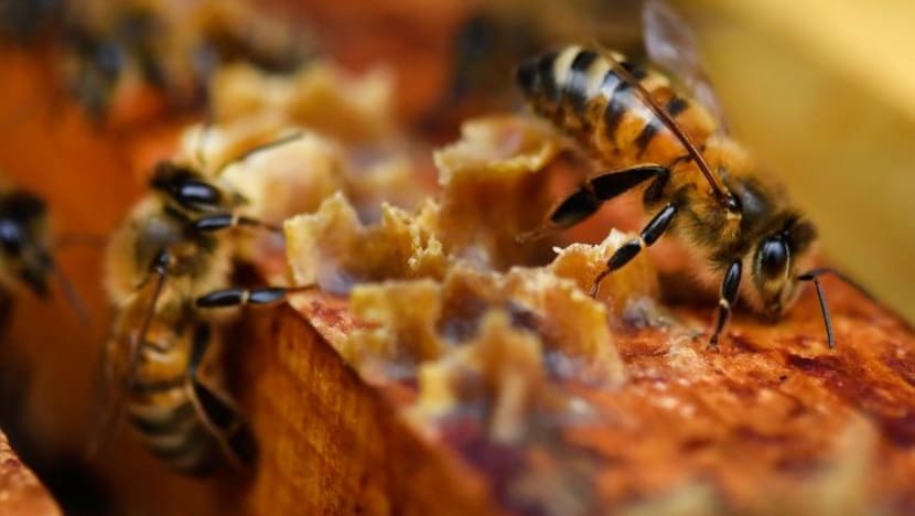 Hampir 20% sampel madu Australia didapati tidak tulen Hampir 20% sampel madu Australia didapati tidak tulen
