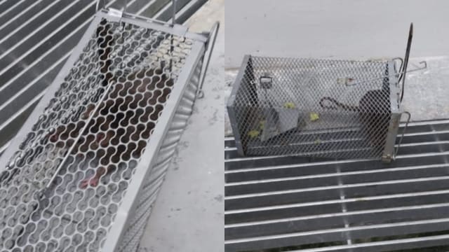 严燕松：正多管齐下解决淡滨尼预购组屋鼠患问题