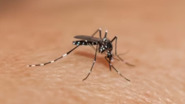 本地上周骨痛热症病例稍降 新增93起