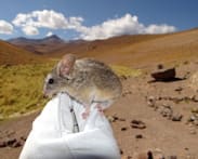 Andean leaf-eared mouse adapts to an unrivalled high life