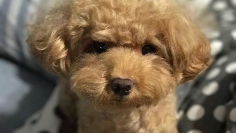 Man charged with killing dog by flinging it against wall