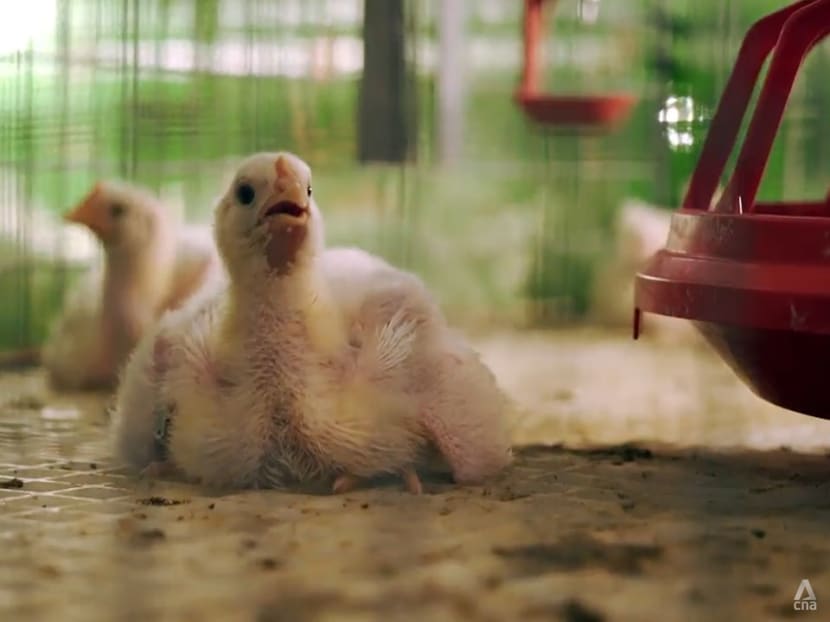 The real reasons behind Malaysia’s chicken shortage and farmers’ woes The real reasons behind Malaysia’s chicken shortage and farmers’ woes