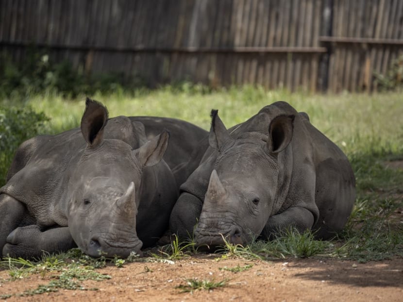 Rhino calves sleep under a tree at the Rhino Orphanage in an undisclosed location near Mokopane, Limpopo province, on Jan 9, 2021.