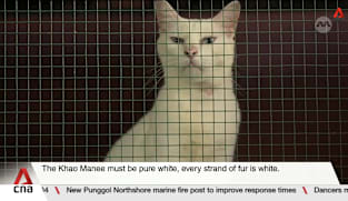 Five native cat breeds designated as national pet symbols in Thailand