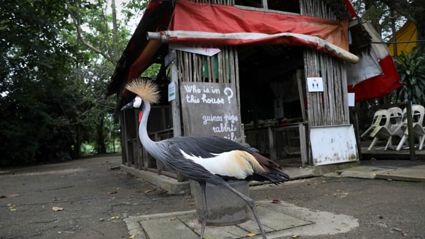 Authorities working with popular Seletar petting farm to rehome animals, find alternative sites for its businesses