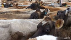 Related article image