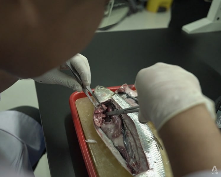 Plastic for dinner? Why Southeast Asians may have the most microplastics in their bodies