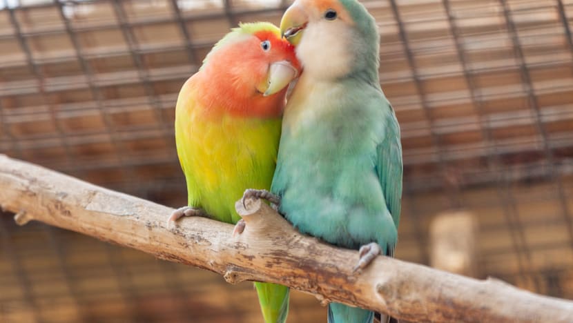 லவ்பர்ட்ஸ்... காதலர்களுக்கு இவை சொல்லிக் கொடுக்கும் பாடம் என்ன?