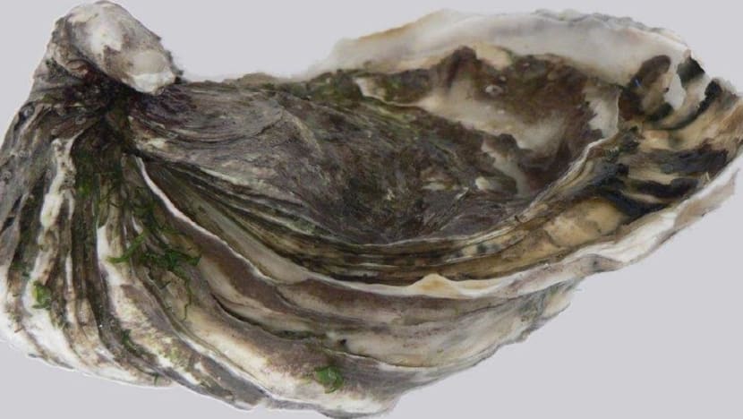SFA issues recall for ready-to-eat raw Pacific oysters from south Australia due to contamination