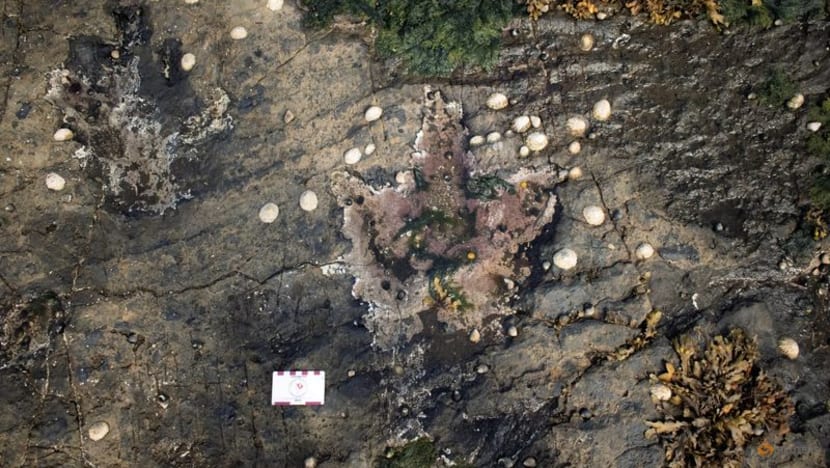 Isle of Skye footprints give a tranquil snapshot of dinosaur life Isle of Skye footprints give a tranquil snapshot of dinosaur life
