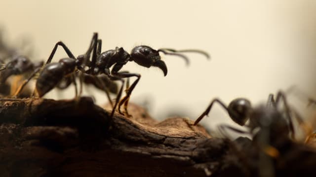 印度女子因恐惧蚂蚁自杀 遗书称“无法与蚂蚁共存”