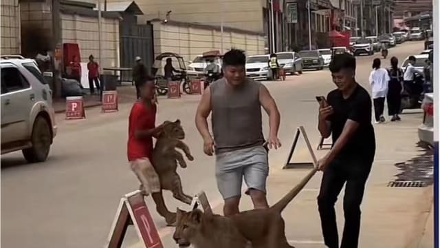 诈骗数额越高 缅北电诈园区燃放烟花越响