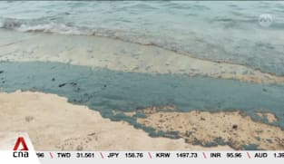 Marine life bounced back in a few months following 2024 oil spill: Researchers 