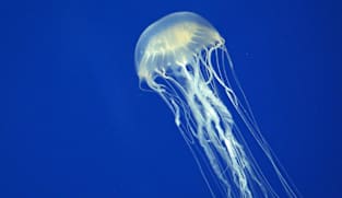 Russian boy dies after box jellyfish sting in Langkawi