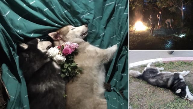劣童害死爱犬却以眼泪瞒骗 泰国女子为狗寻求正义
