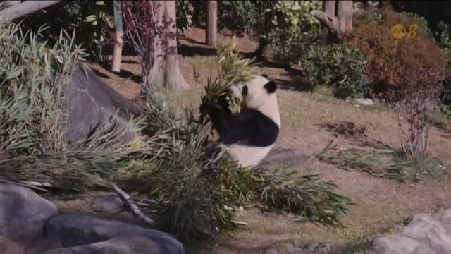 上野动物园双胞胎大熊猫将返华 日本或不再有大熊猫