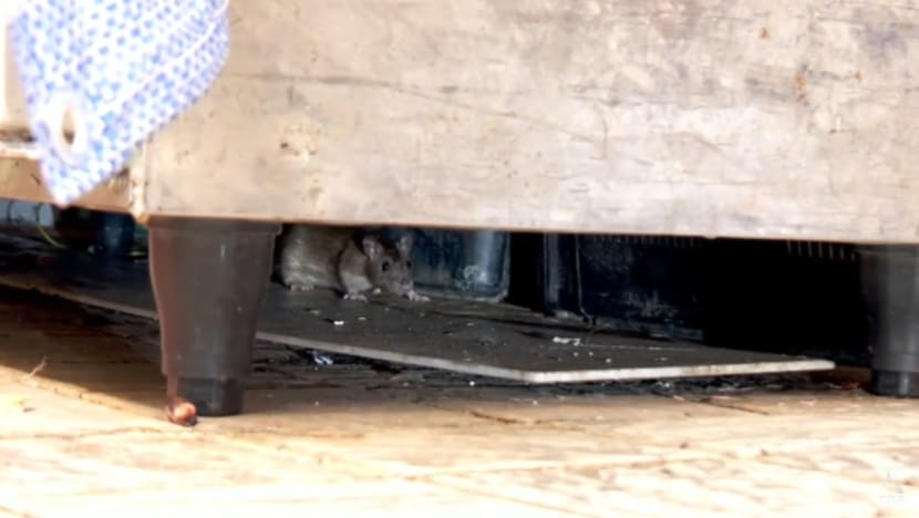 Increased rat sightings in Singapore due to poor food waste management, wetter weather: Pest busters Increased rat sightings in Singapore due to poor food waste management, wetter weather: Pest busters