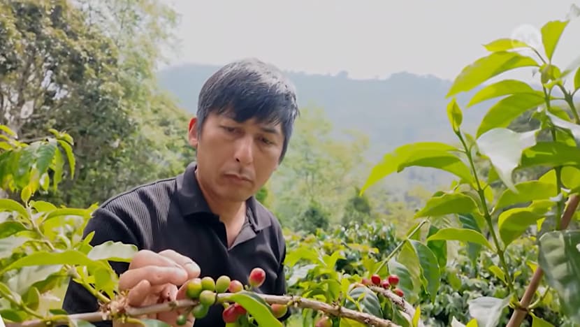 Taiwan bets on premium coffee, with Alishan’s beans commanding some of the world's highest prices Taiwan bets on premium coffee, with Alishan’s beans commanding some of the world's highest prices