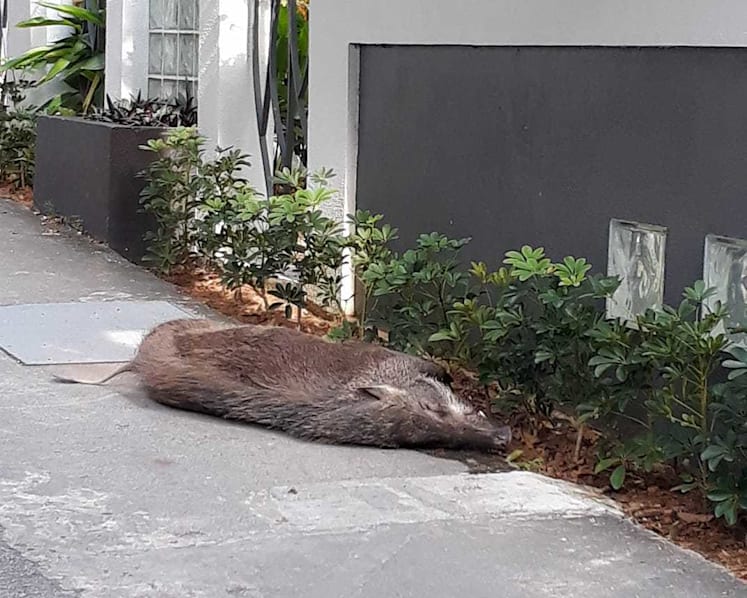 Man suffers cuts to legs after wild boar attack near Hillview condominium