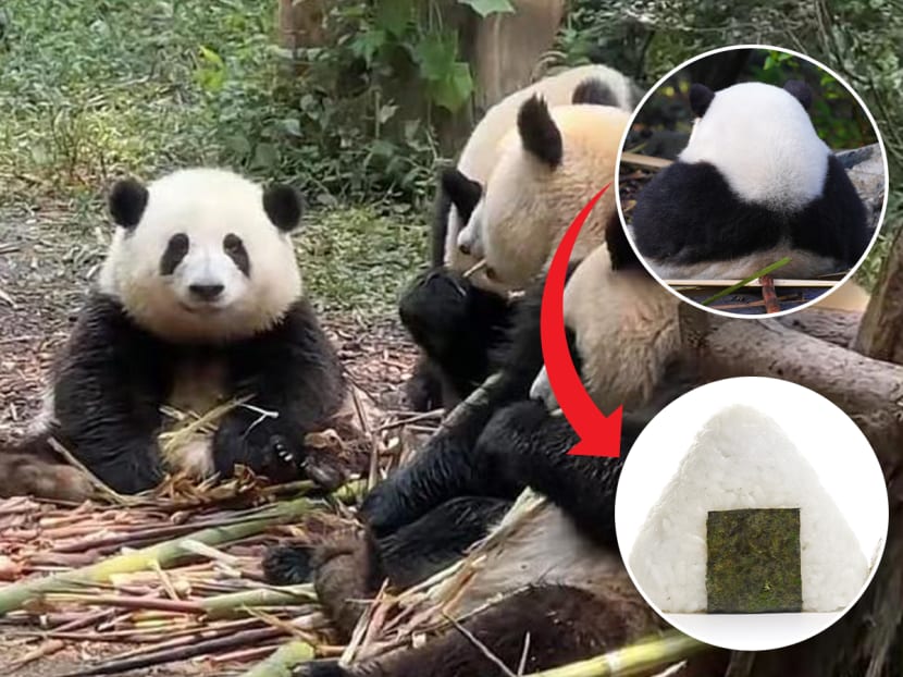 Internet sweetheart Hua Hua (left), a giant panda at the Chengdu Research Base of Giant Panda Breeding, has gained popularity due to its unique onigiri-shaped body (inserts). Internet sweetheart Hua Hua (left), a giant panda at the Chengdu Research Base of Giant Panda Breeding, has gained popularity due to its unique onigiri-shaped body (inserts).