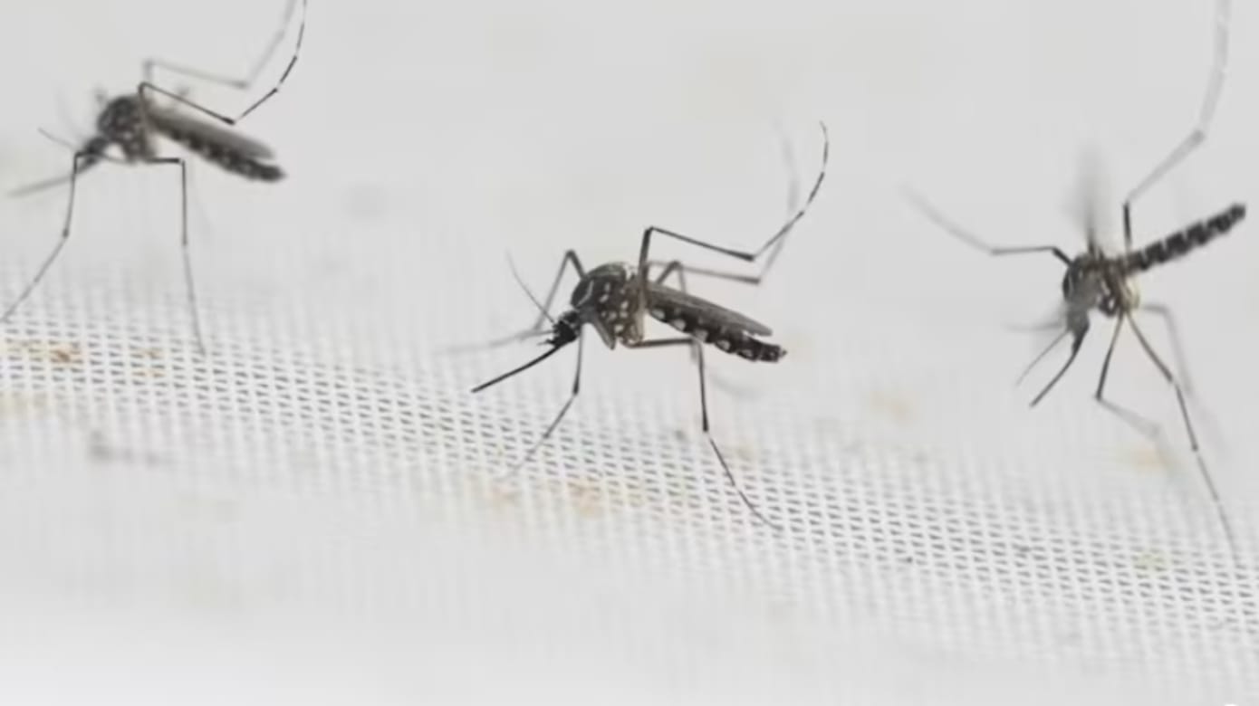 极端厄尔尼诺或导致害虫滋生 野生动物面临威胁