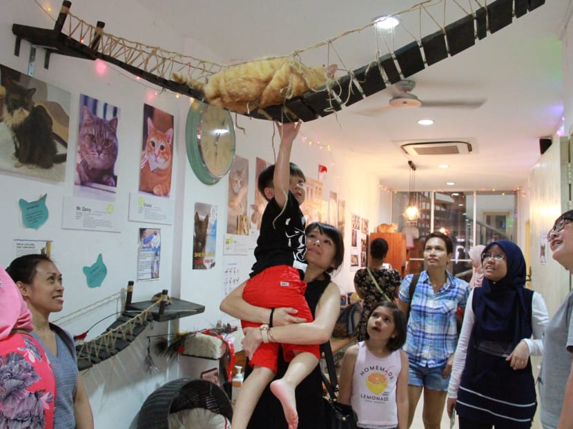 Visitors playing with cats at The Cat Museum located at Purvis Street, on Sept 7, 2017. Photo: Esther Leong/TODAY Visitors playing with cats at The Cat Museum located at Purvis Street, on Sept 7, 2017. Photo: Esther Leong/TODAY