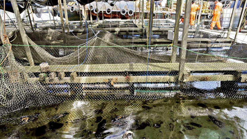 AVA lifts suspension on 2 fish farms hit by oil spill