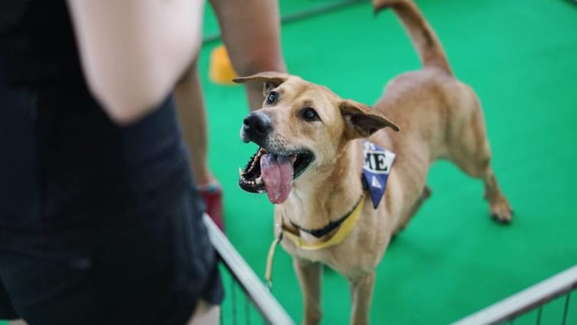 Commentary: We never give up trying, but not every rescue dog will find a home