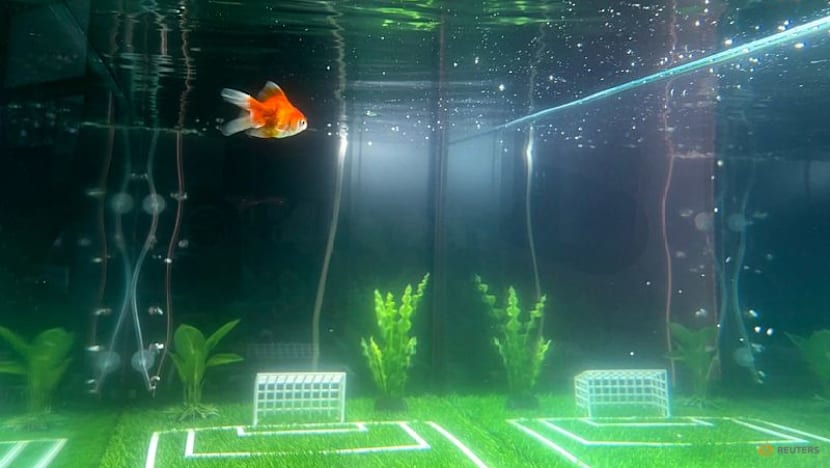 Goldfish Swimbappe's World Cup predictions make a splash in Toronto