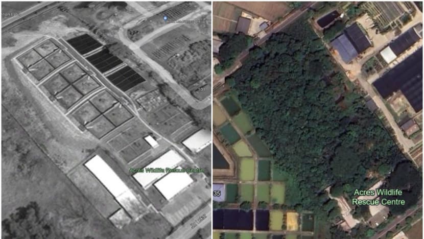 Land poisoning took away much of its original space. Years on, ACRES finally gets green light for expansion Land poisoning took away much of its original space. Years on, ACRES finally gets green light for expansion