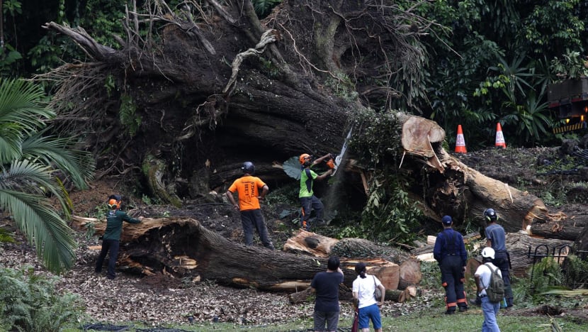Tembusu tree that killed woman had no visible signs of decay
