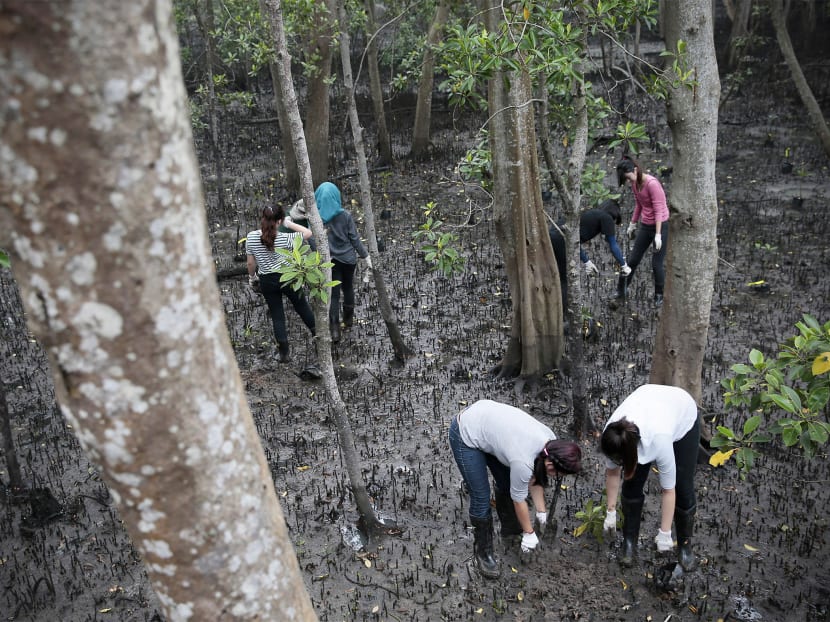 The mangrove arboretum — or collection of trees — will have 2,000 mangrove trees from 35 native species planted progressively along a 500m stretch. Photo: Jason Quah The mangrove arboretum — or collection of trees — will have 2,000 mangrove trees from 35 native species planted progressively along a 500m stretch. Photo: Jason Quah