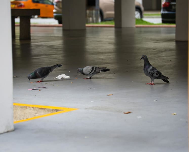 Seniors responsible for half of all illegal bird-feeding cases – what can be done?