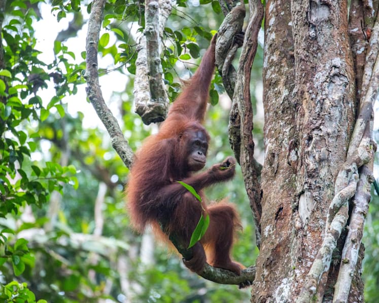 Sarawak minister pushes back against ‘orangutan diplomacy’ idea, says no to apes as gifts