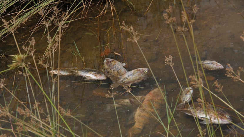 Mass fish deaths at Bishan-Ang Mo Kio Park