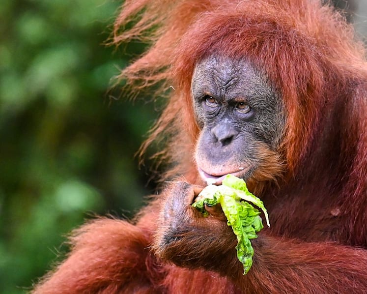 Commentary: Malaysia’s 'orangutan diplomacy' plan is attracting criticism before it starts