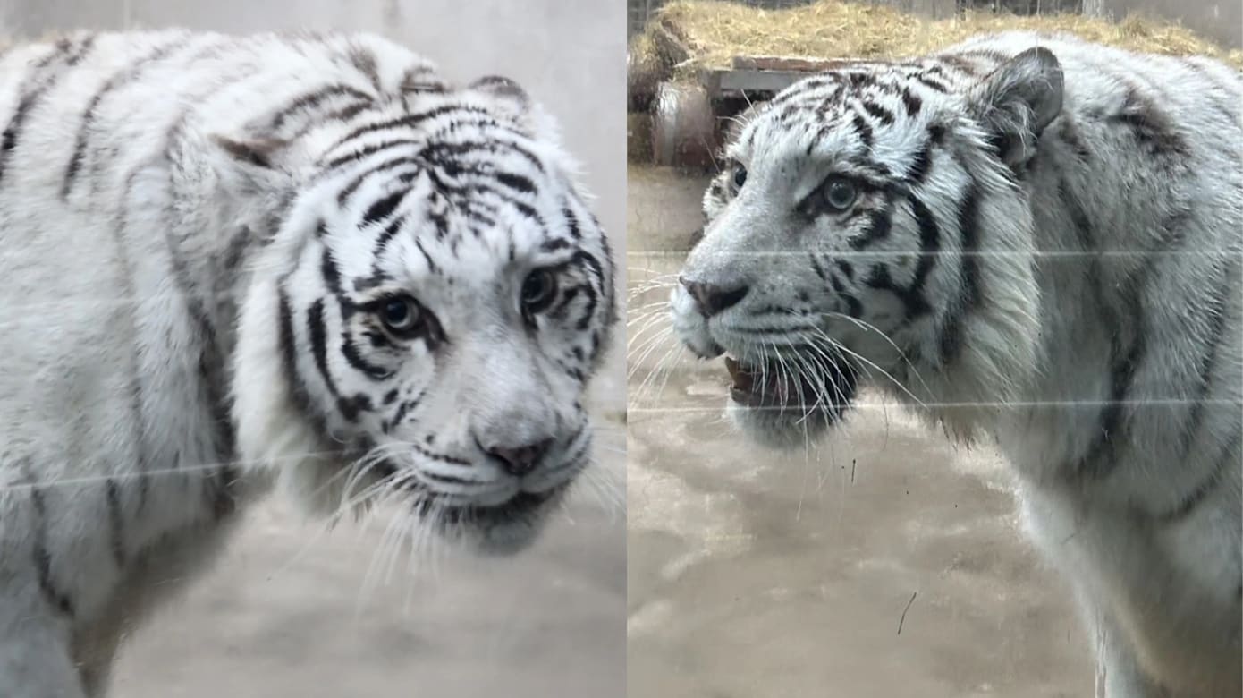 青岛白虎凭美貌走红 吸引游客专程打卡