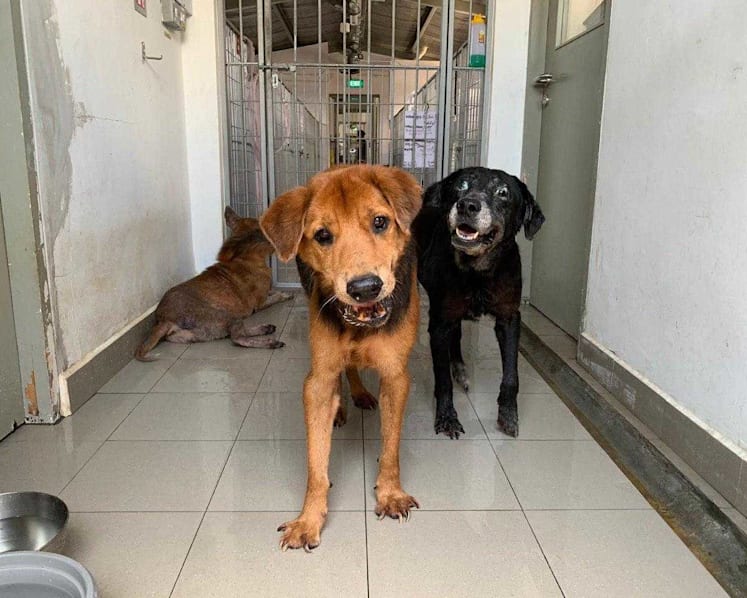 Most S’pore animal shelters full as groups cancel pet adoption drives amid Covid-19 outbreak