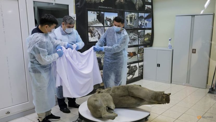 Young mammoth remains found nearly intact in Siberian permafrost