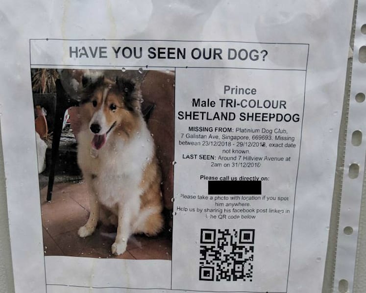 Prince, the missing Shetland sheepdog from Platinium Dogs Club, is dead: AVA