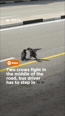 Driver just trying to keep the bus on schedule 😭 #8dayssg #8dayssgtrending #fyp #sgfyp #bird 