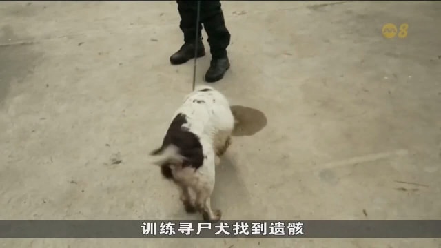 比利时科学家创造出“死亡气味” 训练寻尸犬助警方破案 - 8world