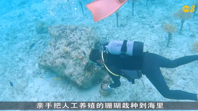 狮城有约 | 日本冲绳手织芭蕉布 | 游客潜水种珊瑚 