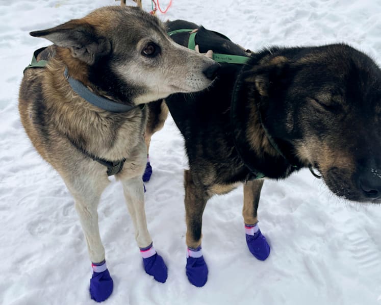PETA calls for end to race after dogs die on 160km Iditarod in Alaska
