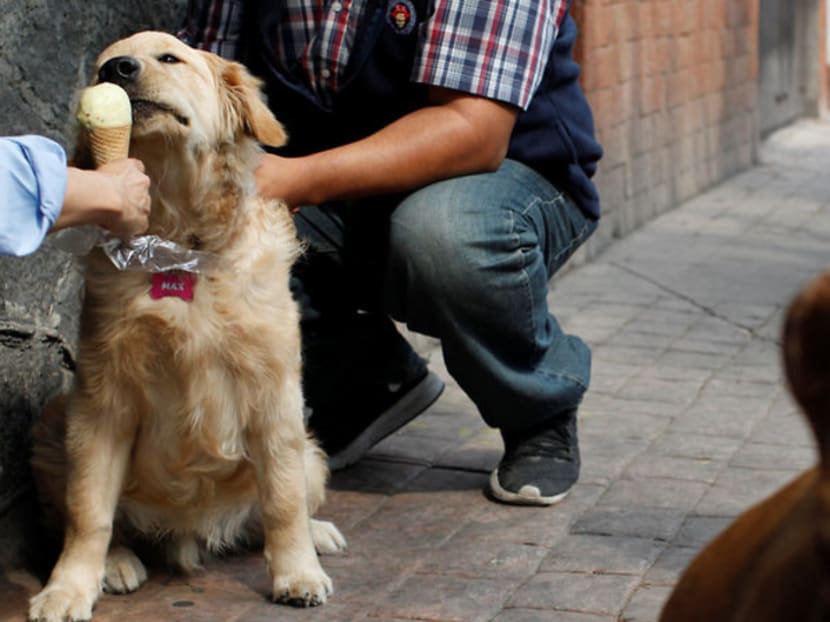 Commentary: You're not walking your dog enough