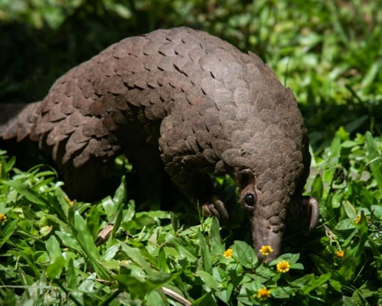 Man fined S$5,000 for moving pangolin from one reservoir to another because there were ‘too many ants’